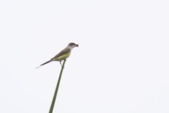 Tyrannus melancholicus × savana