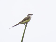 Tyrannus melancholicus × savana