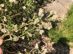 Pseudognaphalium ramosissimum