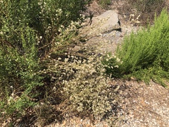 Pseudognaphalium ramosissimum