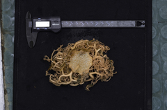 Astrohamma tuberculatum image