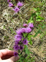 Liatrinae