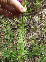 Liatrinae