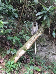 Chlorocebus tantalus