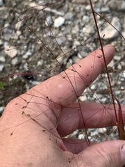 Panicum gattingeri