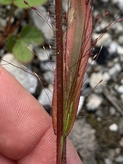 Panicum gattingeri