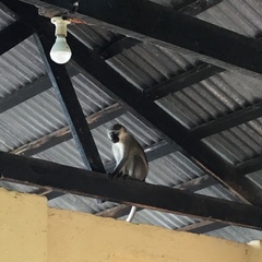 Chlorocebus tantalus