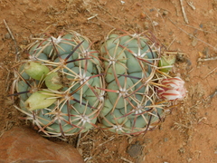 Coryphantha poselgeriana