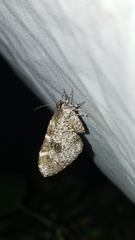 Stamnodes gibbicostata