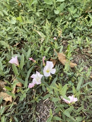 Convolvulus arvensis
