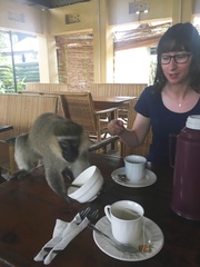 Chlorocebus tantalus