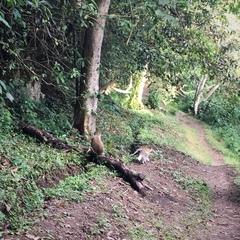 Chlorocebus tantalus