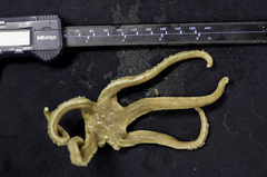 Leptychaster flexuosus