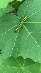 Xanthodes transversa