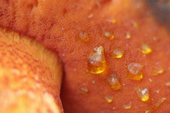 Exsudoporus permagnificus