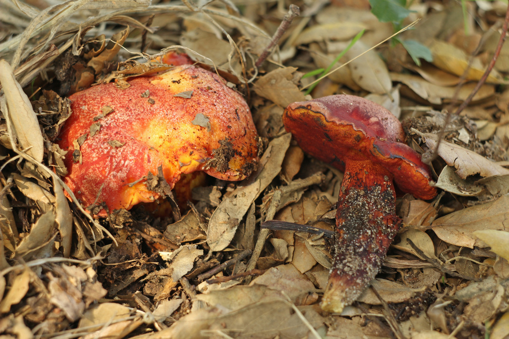 Exsudoporus