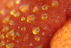 Exsudoporus permagnificus