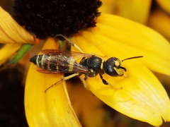 Philanthus solivagus