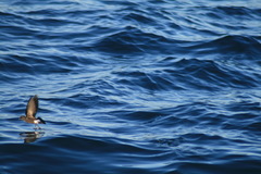 Oceanites oceanicus