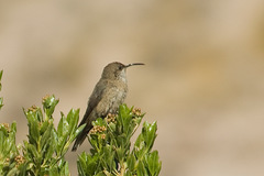 Oreotrochilus estella