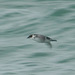 Magellanic Diving Petrel - Photo (c) alcedo77, some rights reserved (CC BY-NC)