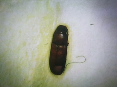 Tribolium castaneum