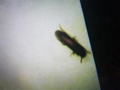 Tribolium castaneum
