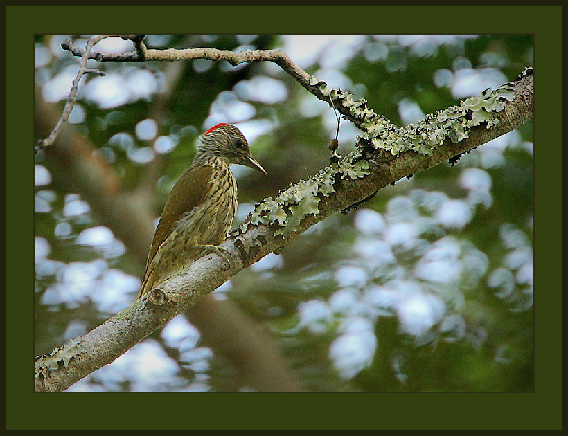 Mombasa Woodpecker illustration