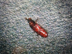 Tribolium castaneum