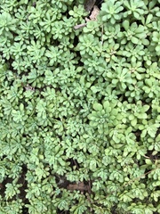 Sedum glaucophyllum