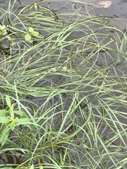 Zostera japonica