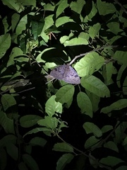 Erebus walkeri