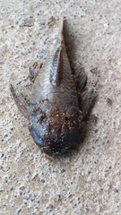 Loricariidae
