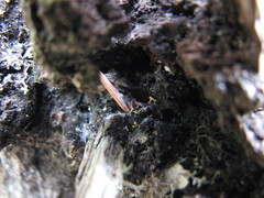 Eustilbum aureum