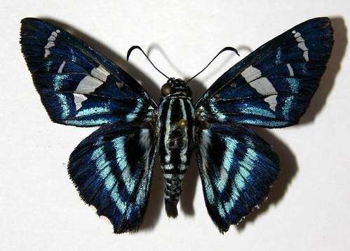 Elbella