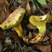 Pulchroboletus roseoalbidus - Photo (c) Davide Puddu, algunos derechos reservados (CC BY-NC), subido por Davide Puddu