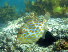 Eubalichthys mosaicus