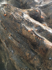 Lepidoptera