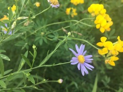 Aster yomena