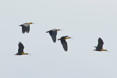 Theristicus melanopis