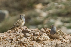 Thinocorus orbignyianus