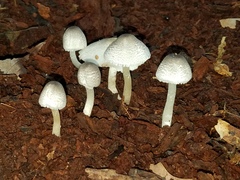 Lepiota phaeosticta