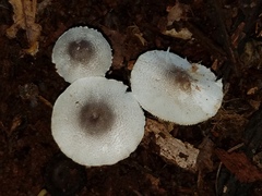 Lepiota phaeosticta