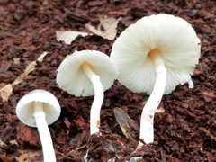 Lepiota phaeosticta