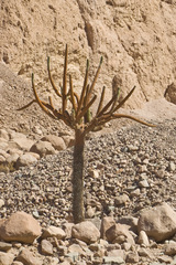 Browningia candelaris