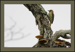 Mombasa Woodpecker photo 2