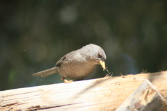 Xenospingus concolor