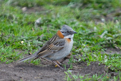 Zonotrichia capensis