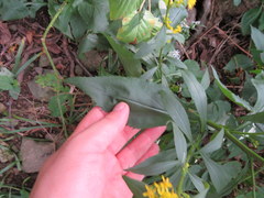 Solidago arguta arguta