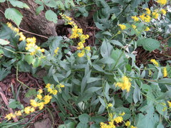 Solidago arguta arguta